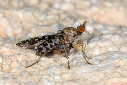 Trypetoptera punctulata